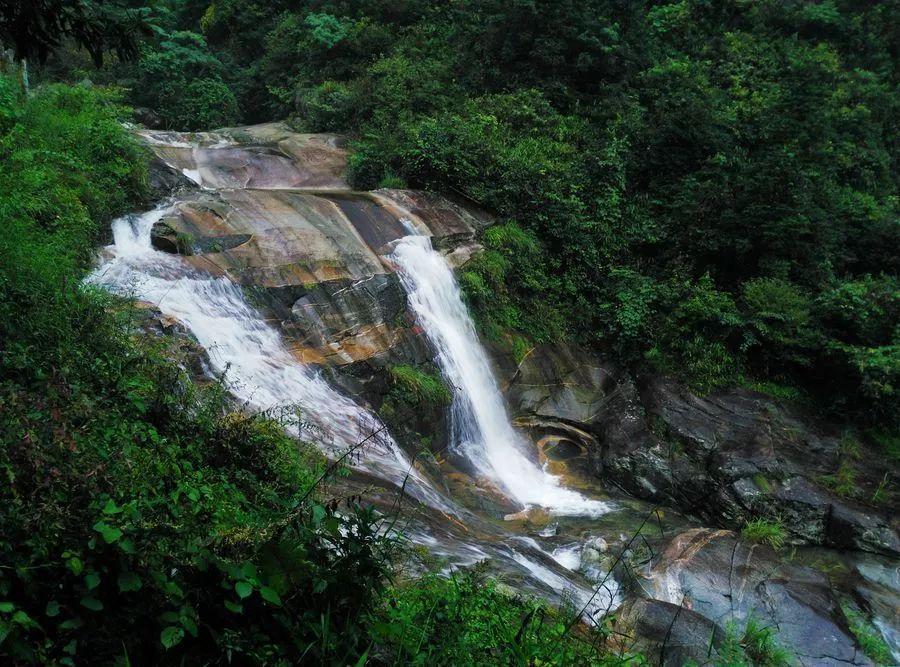 除虫大师